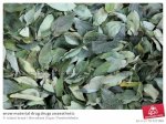 купить листья коки erythroxylum 